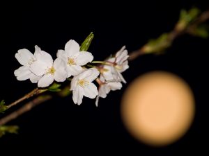 Japansk körsbärsblomma